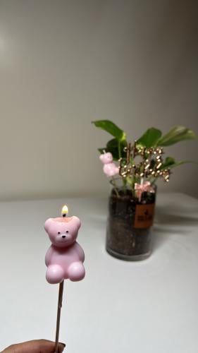 تغريسه شمعه دب