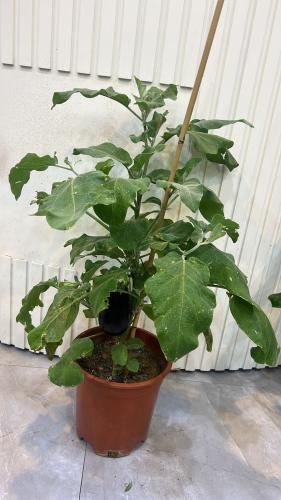 شتلات باذنجان كبير