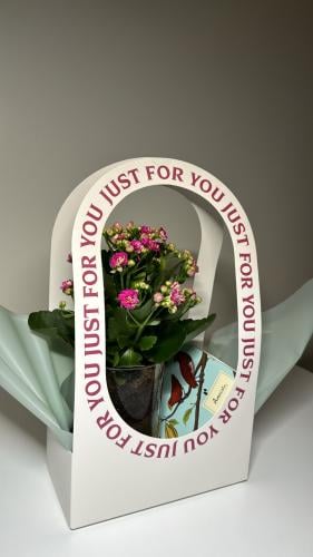 كلانشو+فازه+شوكلت+سله