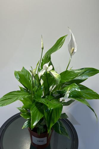 زنبق السلام