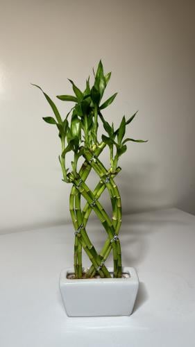 بامبو مجدول+فازه سراميك