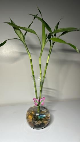 ٣سيقان بامبو تايلاندي +سمك فايتر+فراشه