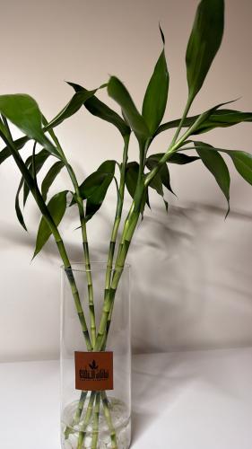 5سيقان بامبو تايلندي+فازه