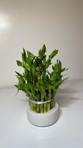 بامبو مستقيم