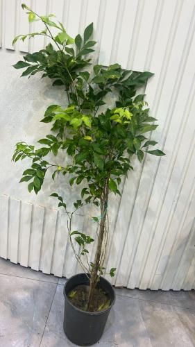 ياسمين مرايا