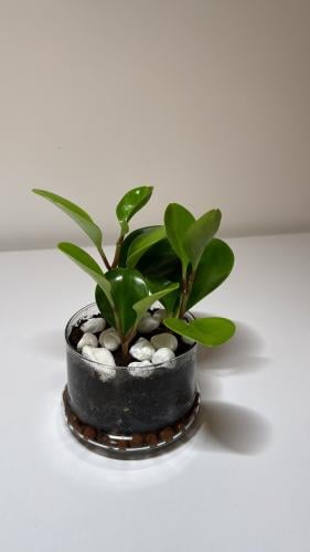 ببروميا+فازه