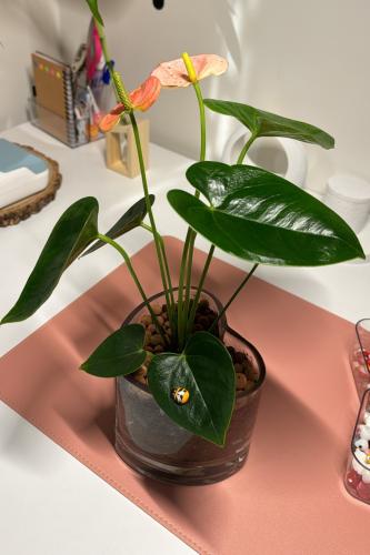 انتوريوم +فازه زجاج