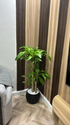 دراسينا ماسنجانا كبير+حوض بلاستيك