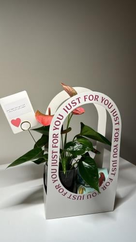 انتوريوم+فازه+تشوكلت انوش+سله