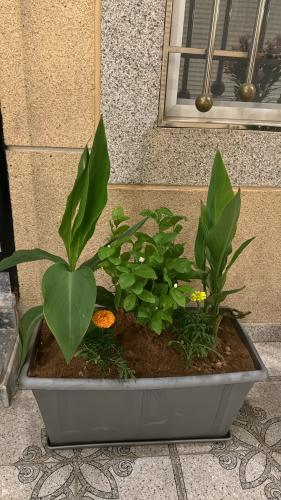 حوض مستطيل +نبته الكنا وفل جيزاني مع زهور