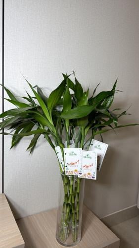 12حبه بامبو+كرت معايده+فازه