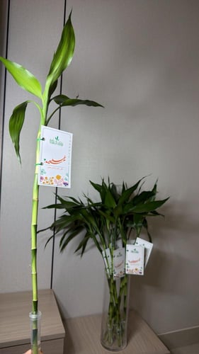 بامبو+كرت معايده