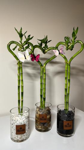 بامبو قلب+فازه