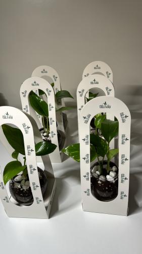 ٦ حبات بوتس+سله