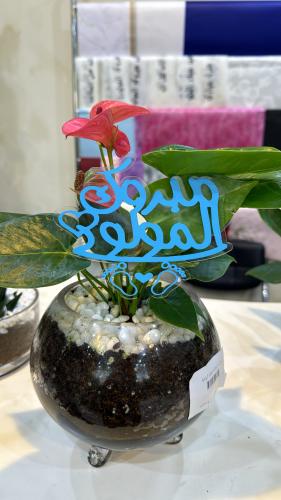 تغريسة مبروك المولود