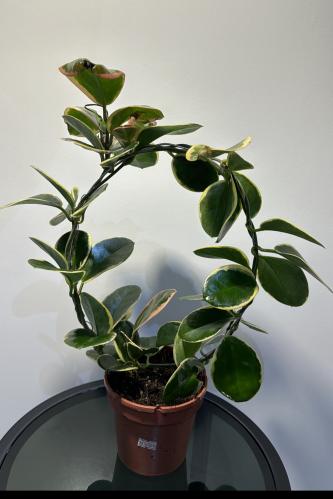 ياسمين مدغشقر