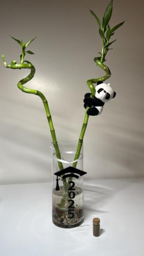 ساقين بامبو+فازه+سمك فايتر+طعام سمك+تعليقه تخرج