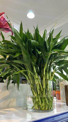 ساق بامبو تايلندي صغير