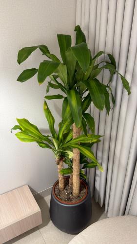 دراسينا ماسنجانا + مركن بلاستك قوي