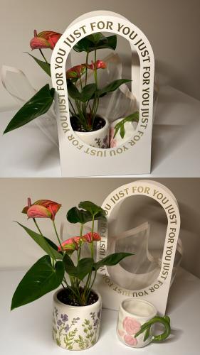 انتوريوم+فازه سراميك+كوب+سله