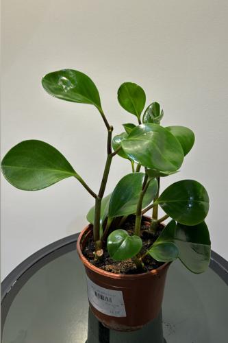 نبته ببروميا