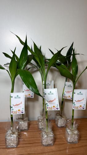 6حبات بامبو+فازه+كرت معايده