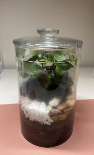 حديقه زجاجيه