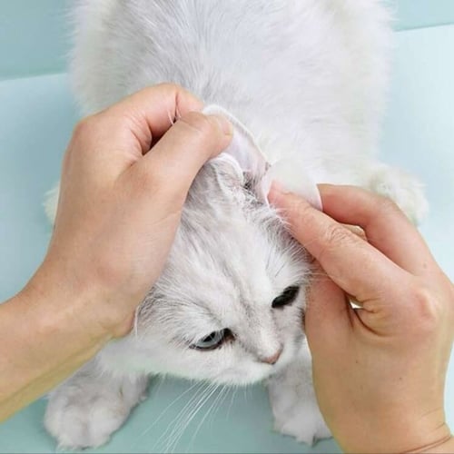 كيم بيتي مناديل لتنظيف الاذن والعيون للقطط والكلاب...