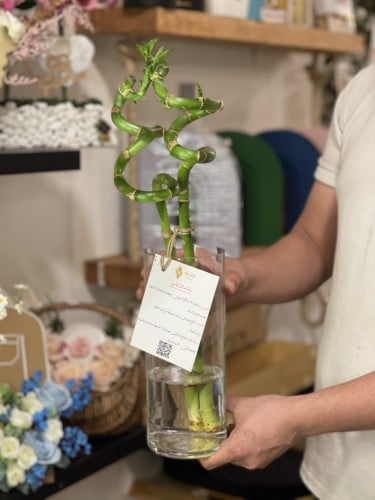 ساق البامبو بفازة شفافة