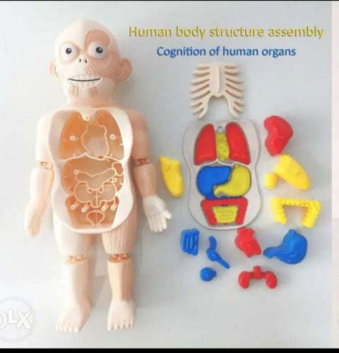 هيكل جسم الإنسان بكل أعضاء الداخلية- للأطفال