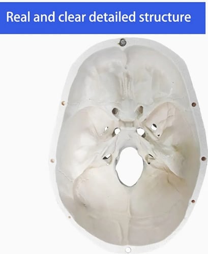 نموذج جمجمة بشرية