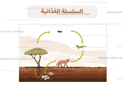 مطوية السلسلة الغذائية لمادة العلوم للصف ثاني ابتد...