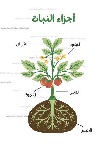 أجزاء النبات للصفوف الابتدائية PDF