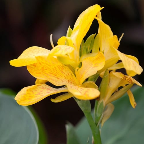 بذور الكنا الصفراء أو القنا الهندي