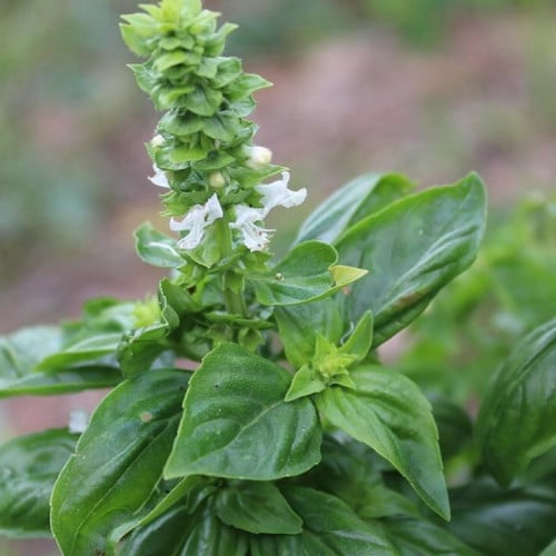 بذور الريحان الهندي