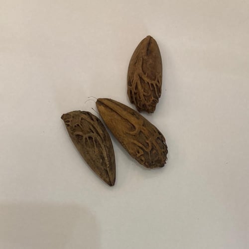 بذور نخيل لاتانيا الاحمر