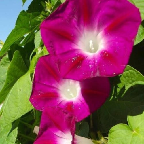 بذور متسلقة مجد الصباح الحمراء