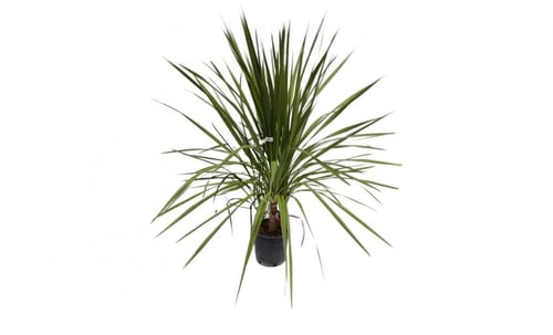 بذور شجيرة دراسينا إنديفيسا داخلي