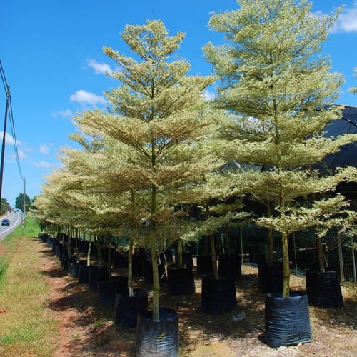 جملة 200 بذر من شجرة ترمناليا منتالي