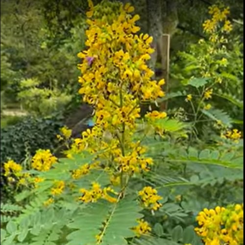 بذور عشبة سنا مكي