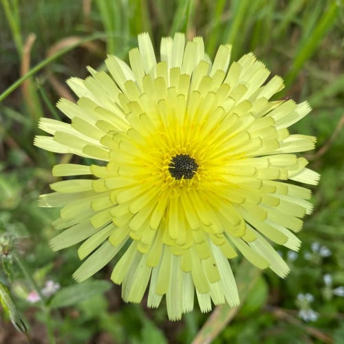 بذور زهرة العضيد البرية أو العضيض