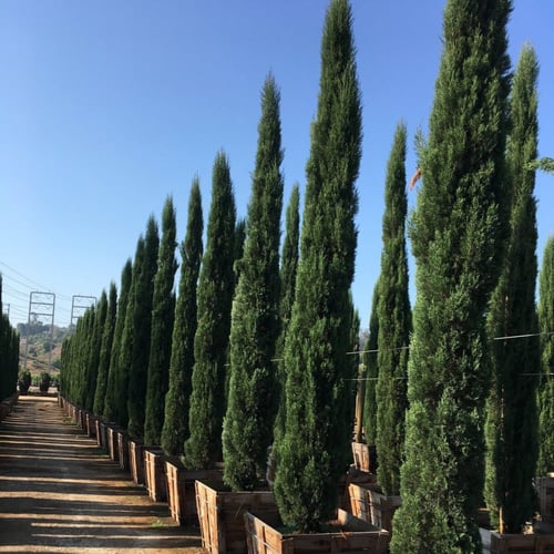 بذور شجرة السرو الايطالي العملاق