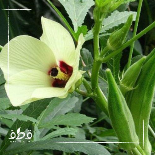 بذور الباميه الصغيرة