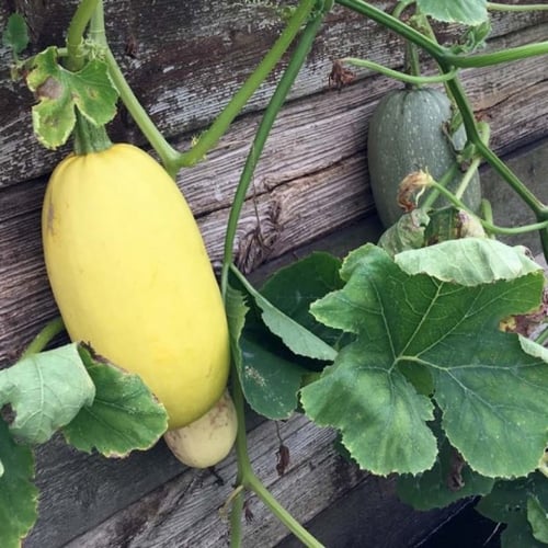 بذور قرع المكرونة الصفراء