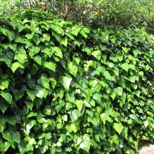 بذور متسلقة اللبلاب