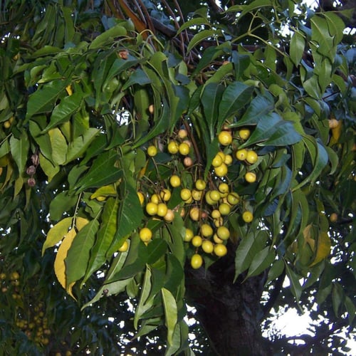 جملة 200 بذرة من الزنزلخت