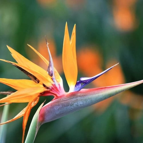 بذور شجرة عصفور الجنة أوجاستا