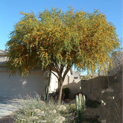 بذور طلح الفتنة فرنسيانا