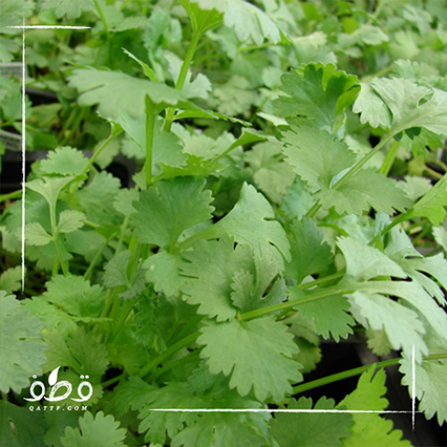 بذور الكزبرة الحساوية