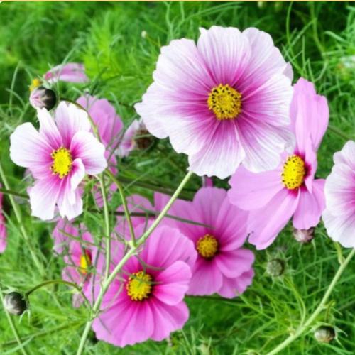 بذور زهور كوزموس الاحلام الوردية